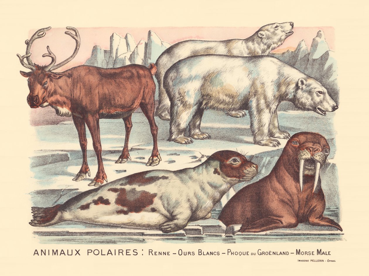 Seite 14: Polartiere: Rentiere, Eisbären, Sattelrobbe, männlicher Walross von Gabriel Gostiaux