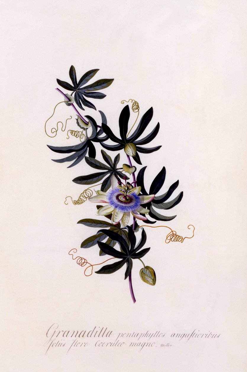 Passionsblume Granadilla von Georg Dionysius Ehret