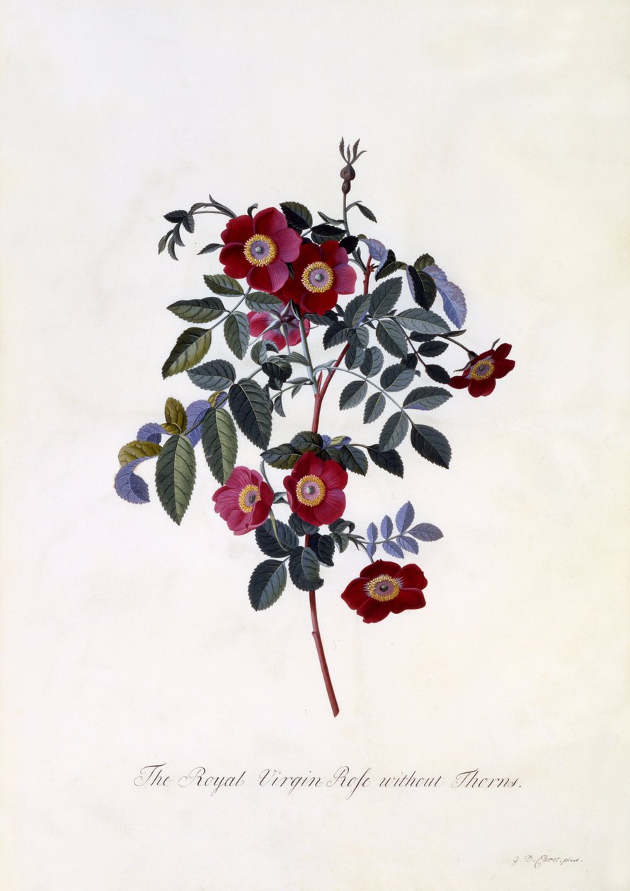 Die königliche Jungfer Rose ohne Dornen, ca. 1745 von Georg Dionysius Ehret