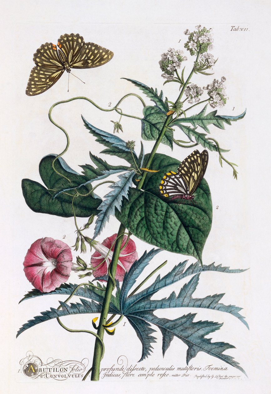 1. Abutilon, 2. Convolvulus, handkolorierter Stich von "Georg Dionysius Ehret