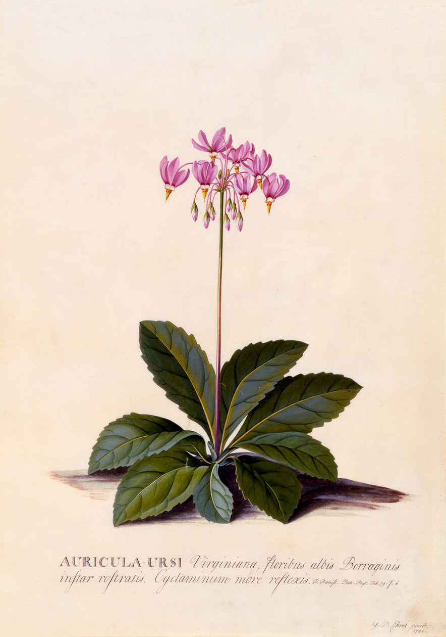 Aricula Ursi Schießstern, ca. 1744 handkolorierter Stich von "Georg Dionysius Ehret
