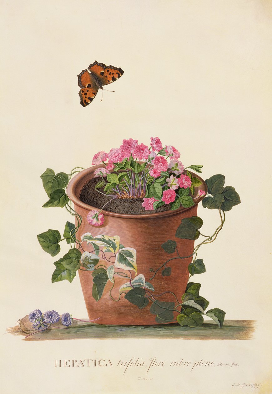 Hepatica trifolia (Nobilis), 1745 von Georg Dionysius Ehret