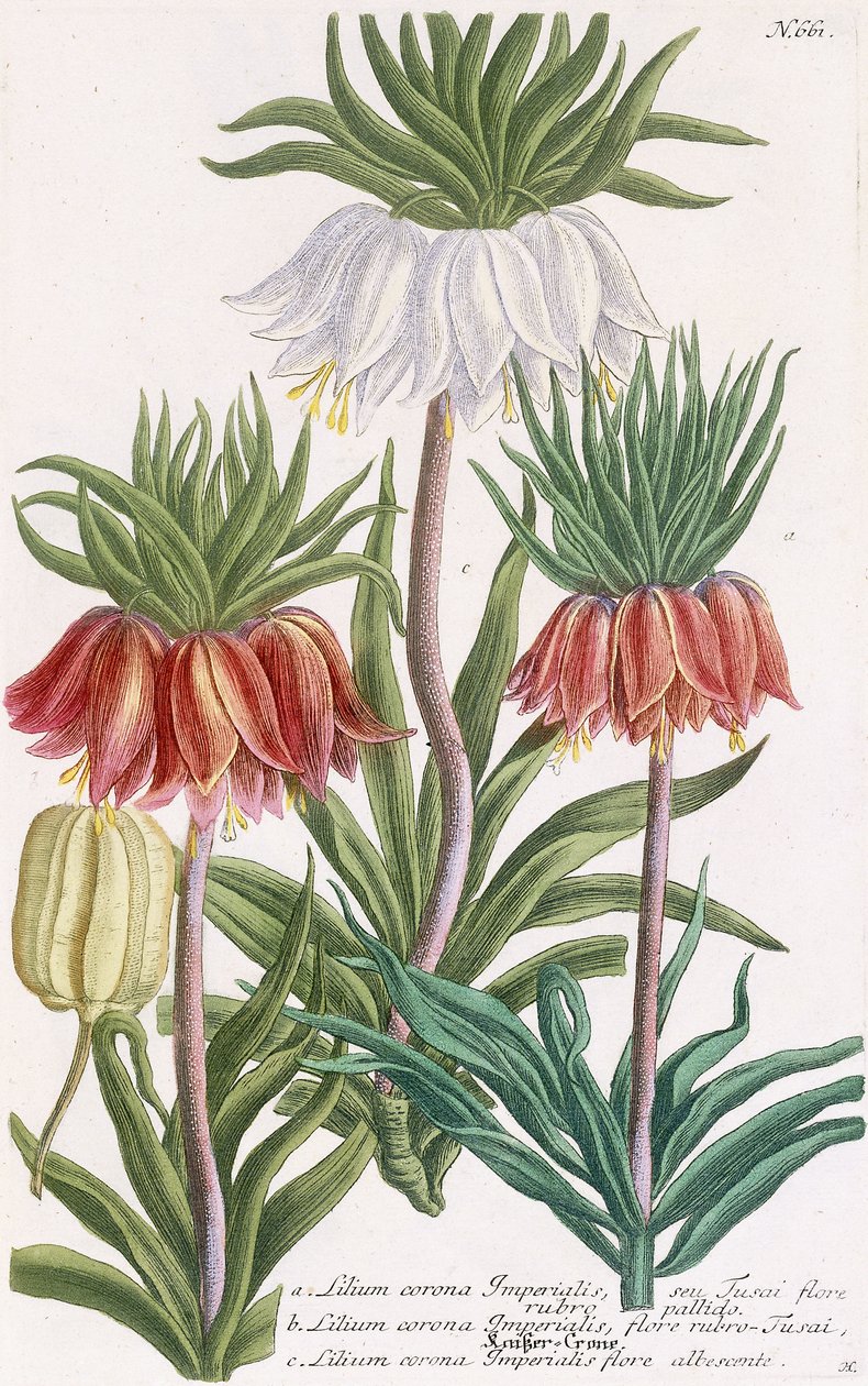 Lilium corona Imperialis von Georg Dionysius Ehret