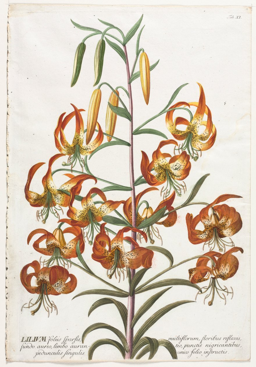Plantae Selectae: Nr. 11 - Lilie von Georg Dionysius Ehret