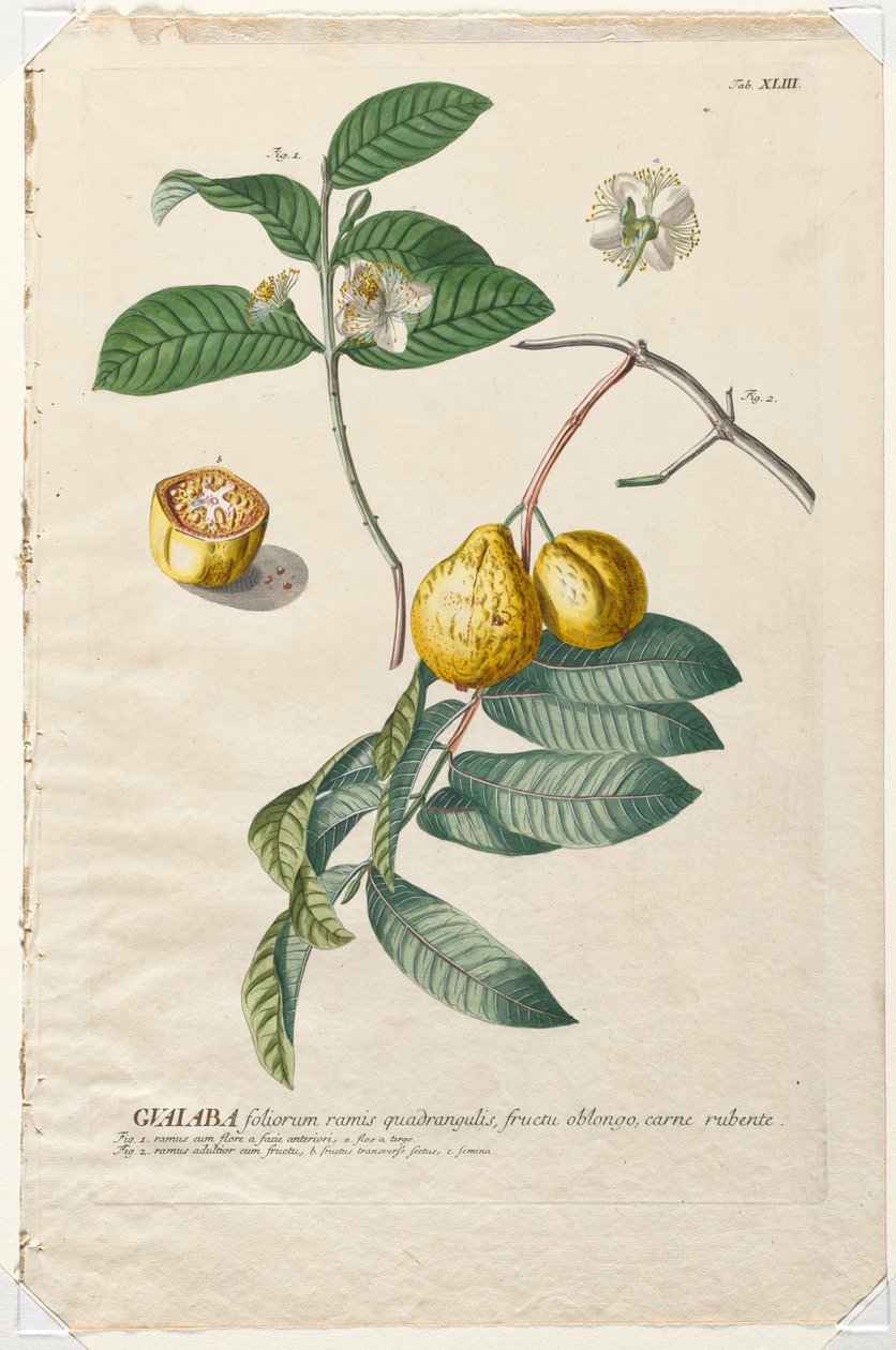 Plantae Selectae: Nr. 43 - Guaiaba von Georg Dionysius Ehret