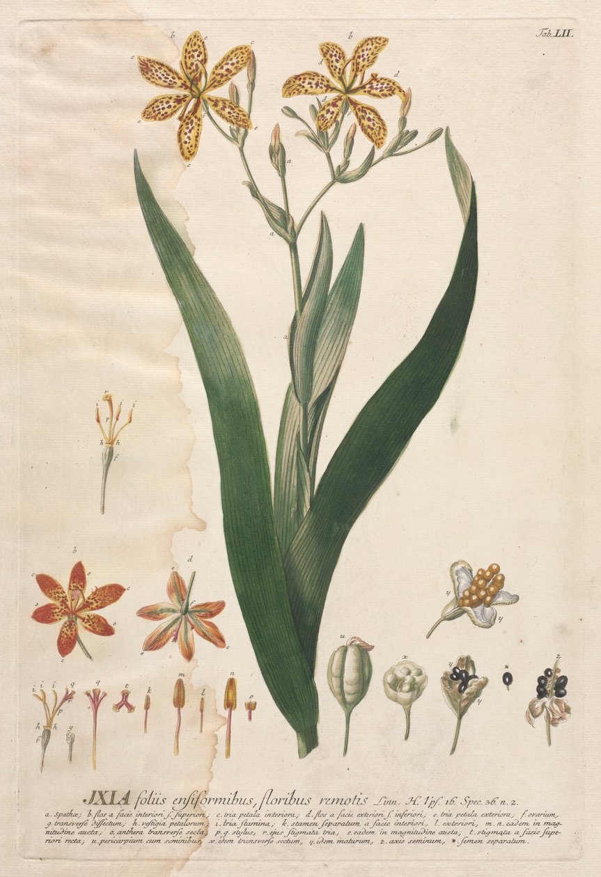 Plantae Selectae: Nr. 52 - Ixia von Georg Dionysius Ehret