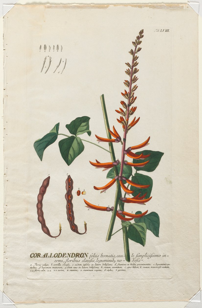 Plantae Selectae: Nr. 58 - Corallodendron von Georg Dionysius Ehret