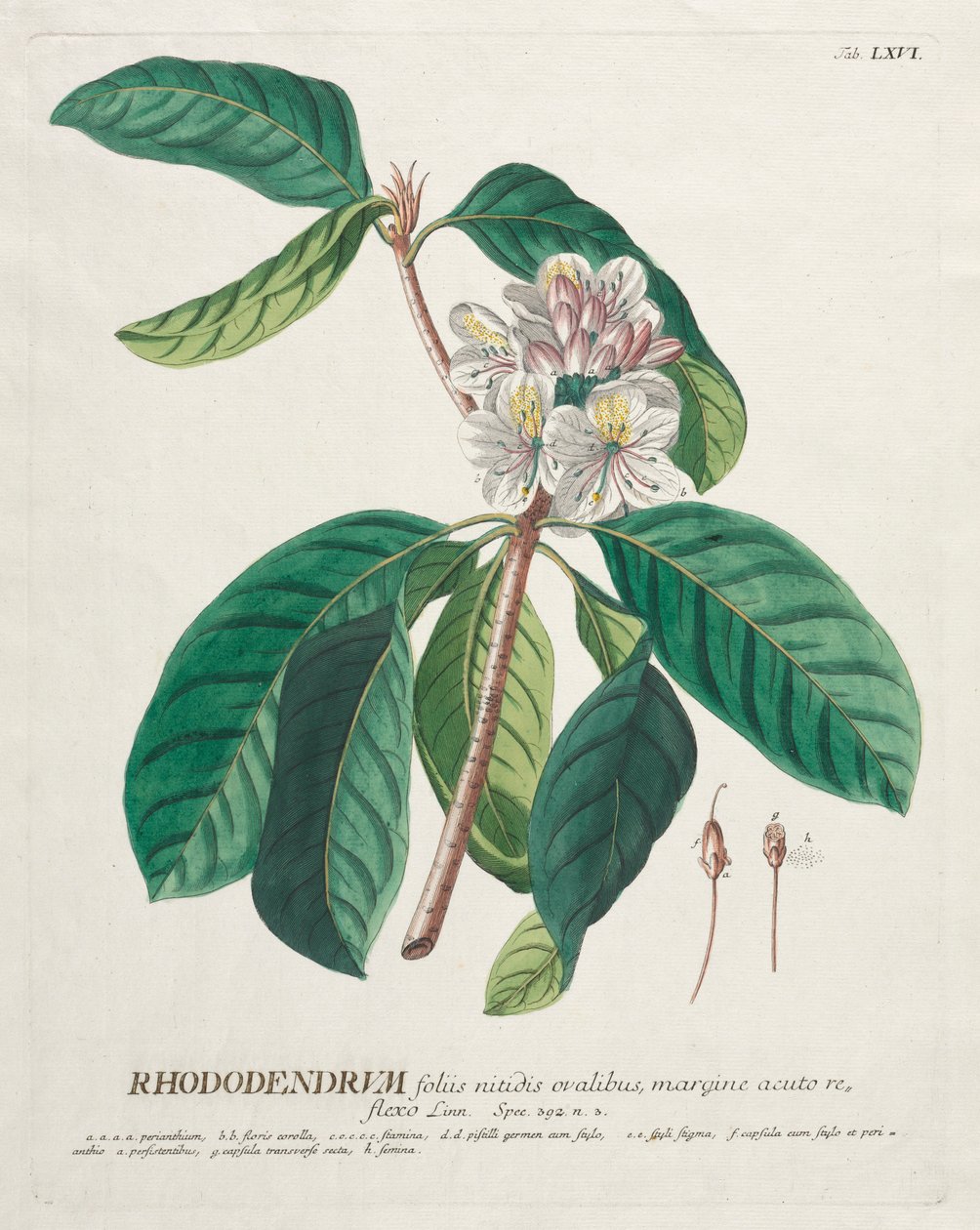 Plantae Selectae: Nr. 66 - Rhododendron von Georg Dionysius Ehret