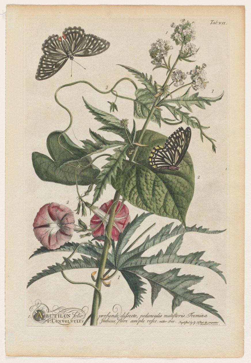 Seltene Pflanzen und Schmetterlinge: Nr. 7 von Georg Dionysius Ehret