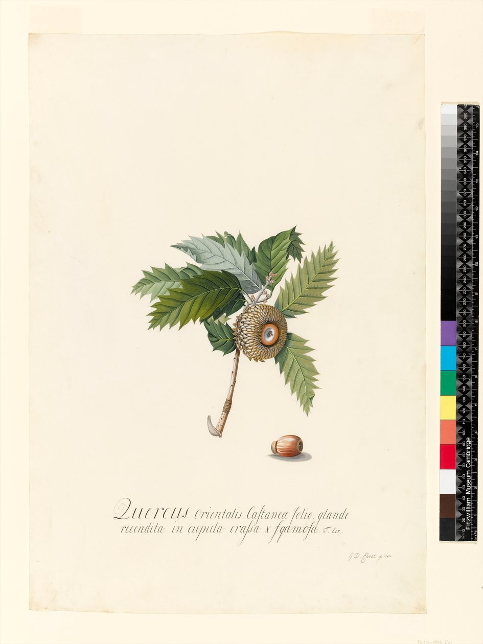 Quercus Orientalis, 1742 von Georg Dionysius Ehret