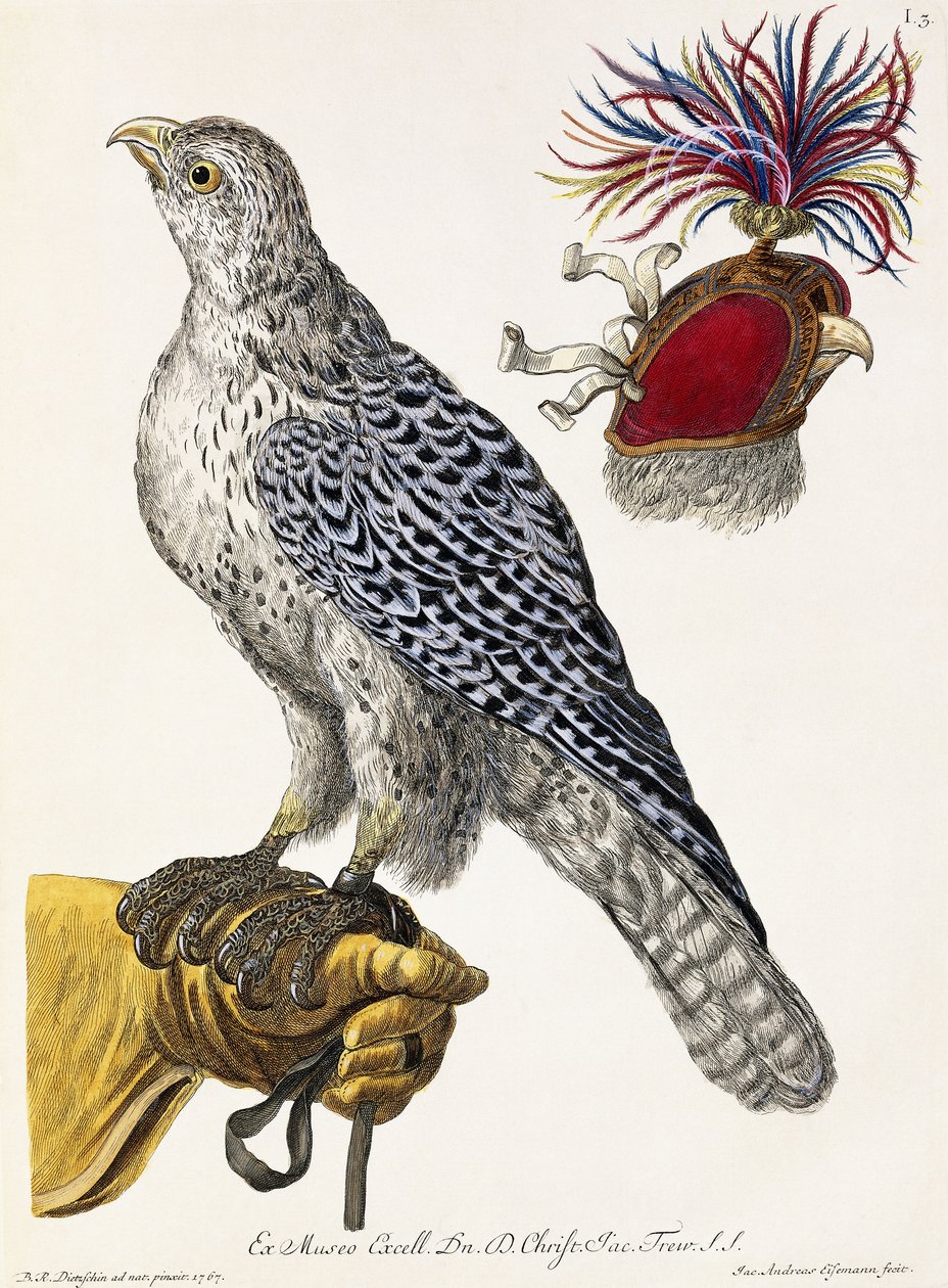 Falknerei, Tafel 3, aus "Deliciae Naturae Selectae", 1771 von Georg Wolfgang Knorr