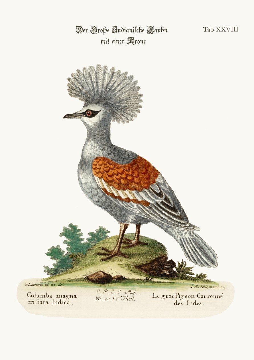 Die große gekrönte Taube, 1749-73 von George Edwards