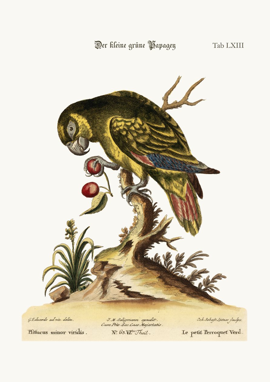 Der kleine grüne Papagei, 1749-73 von George Edwards