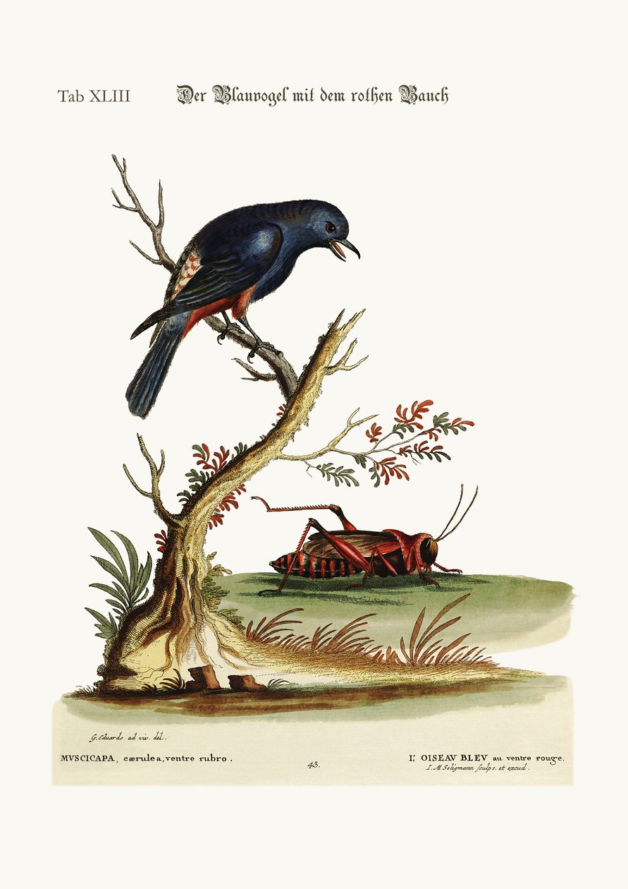 Der Rotbauchige Blauvogel, 1749-73 von George Edwards