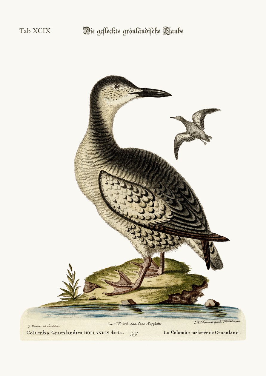 Die gefleckte Grönlandtaube, 1749-73 von George Edwards