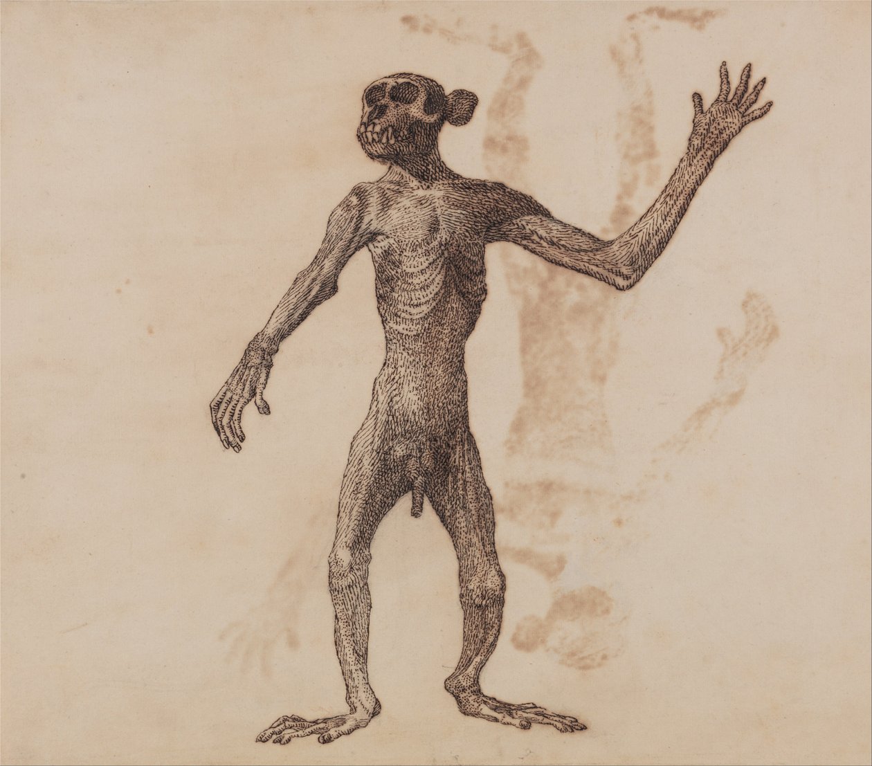 Vergleichende anatomische Darstellung der Struktur des menschlichen Körpers mit der eines Tigers und einer Kuh von George Stubbs
