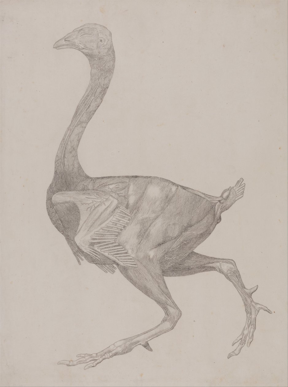 Vergleichende anatomische Darstellung der Struktur des menschlichen Körpers mit der eines Tigers und einer Kuh von George Stubbs