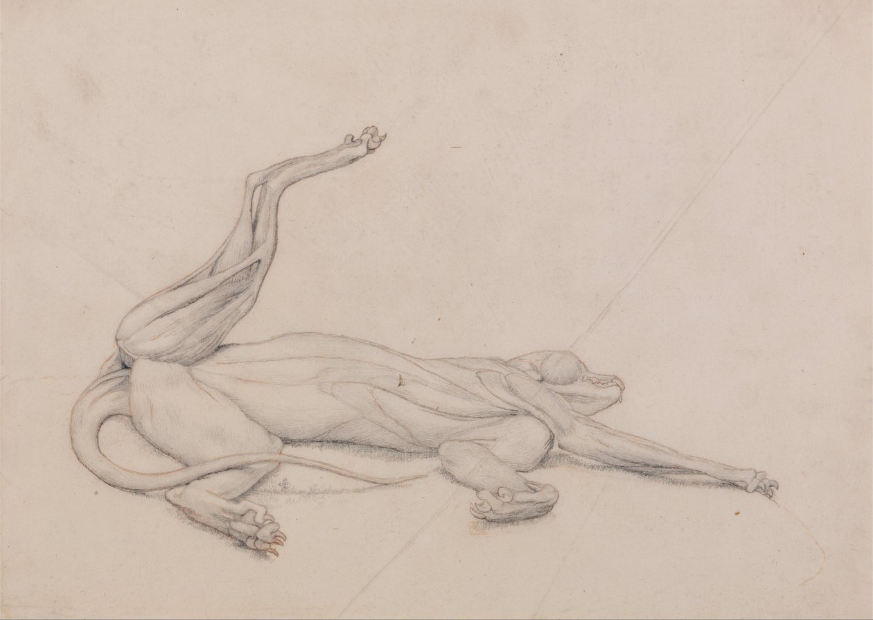 Eine vergleichende anatomische Darstellung der Struktur des menschlichen Körpers mit der eines Tigers und einer Kuh von George Stubbs