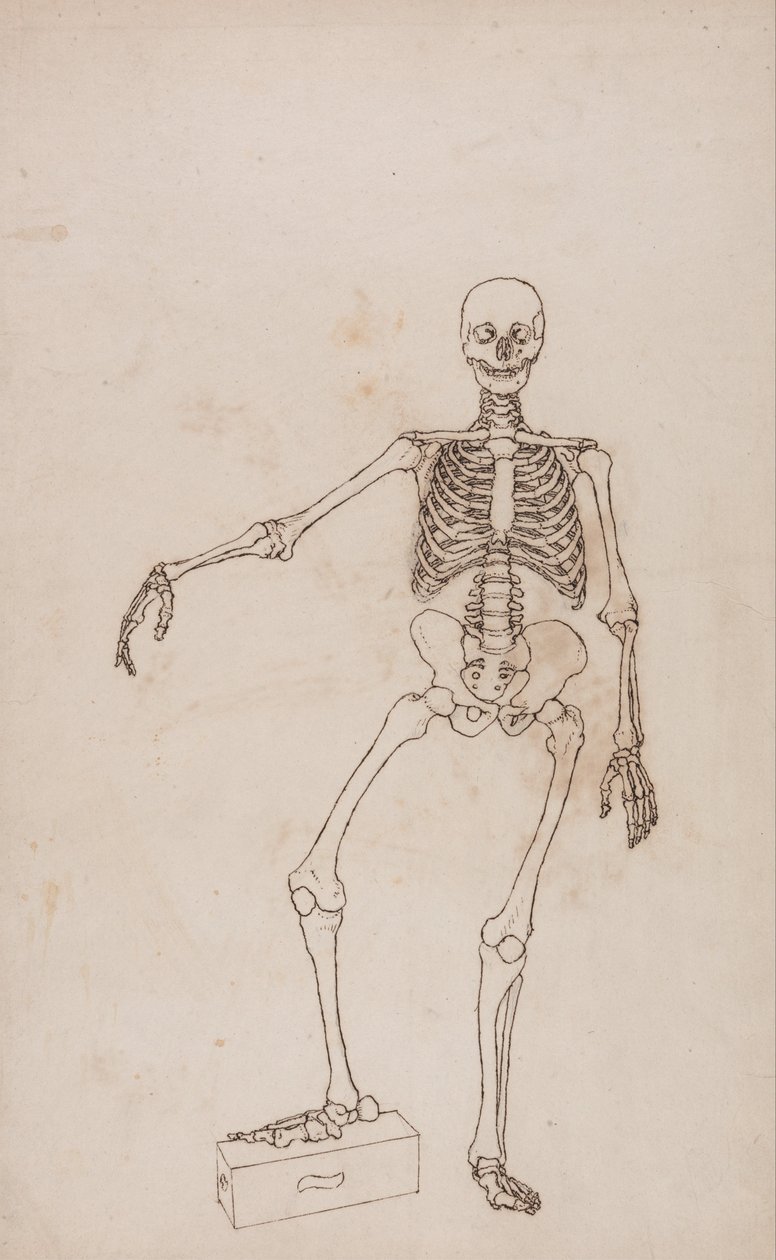 Vergleichende anatomische Darstellung der Struktur des menschlichen Körpers mit der eines Tigers und einer Kuh von George Stubbs