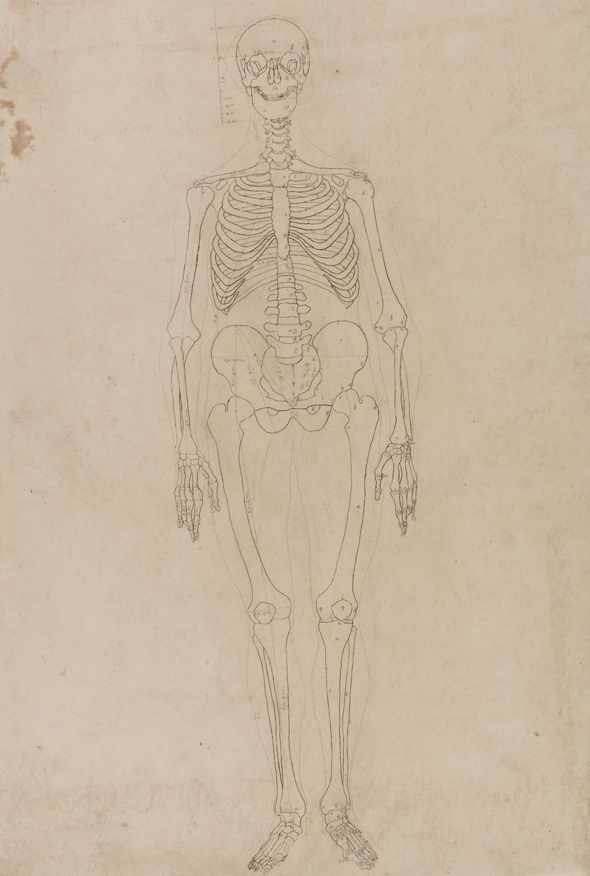Vergleichende anatomische Darstellung der Struktur des menschlichen Körpers mit der eines Tigers und einer Kuh von George Stubbs