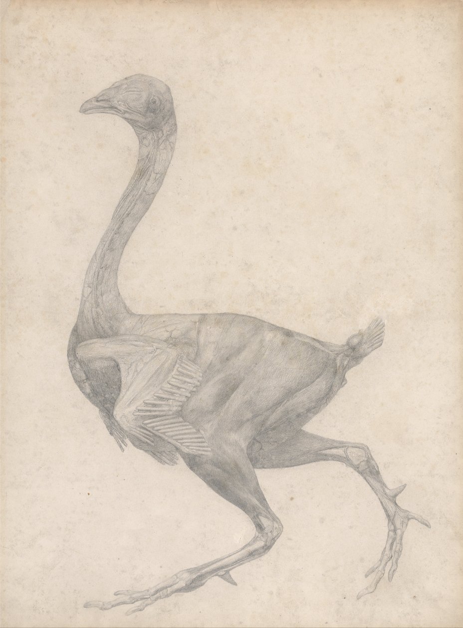 Vergleichende anatomische Darstellung der Struktur des menschlichen Körpers mit der eines Tigers und einer Kuh von George Stubbs