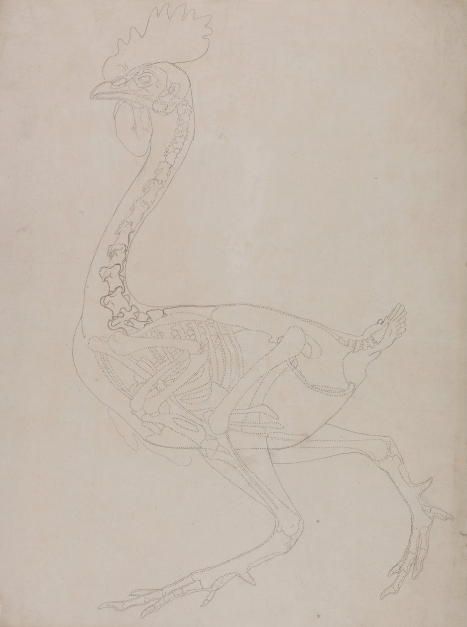 Vergleichende anatomische Darstellung der Struktur des menschlichen Körpers mit der eines Tigers und einer Kuh von George Stubbs