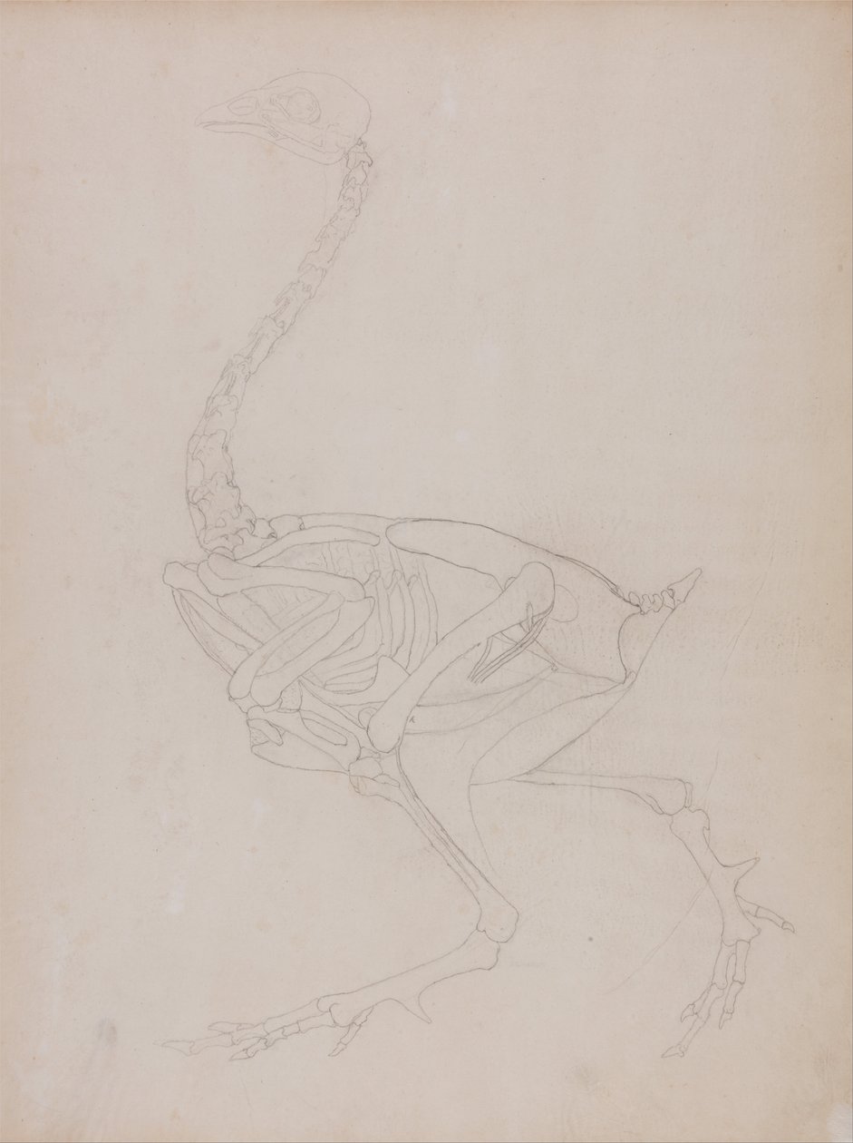 Vergleichende anatomische Darstellung der Struktur des menschlichen Körpers mit der eines Tigers und einer Kuh von George Stubbs