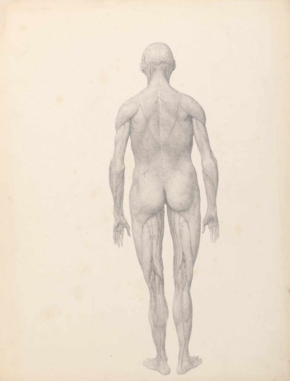 Vergleichende anatomische Darstellung der Struktur des menschlichen Körpers mit der eines Tigers und eines Co... von George Stubbs