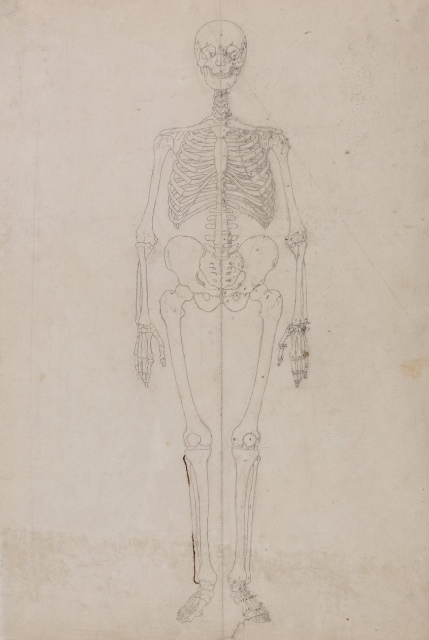 Vergleichende anatomische Darstellung der Struktur des menschlichen Körpers mit der eines Tigers und einer Kuh von George Stubbs