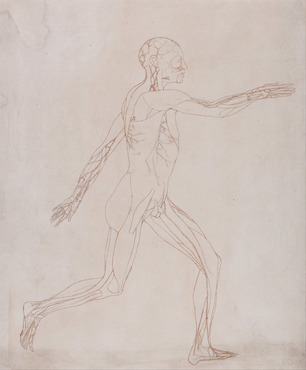 Eine vergleichende anatomische Darstellung der Struktur des menschlichen Körpers mit der eines Tigers und einer Kuh von George Stubbs