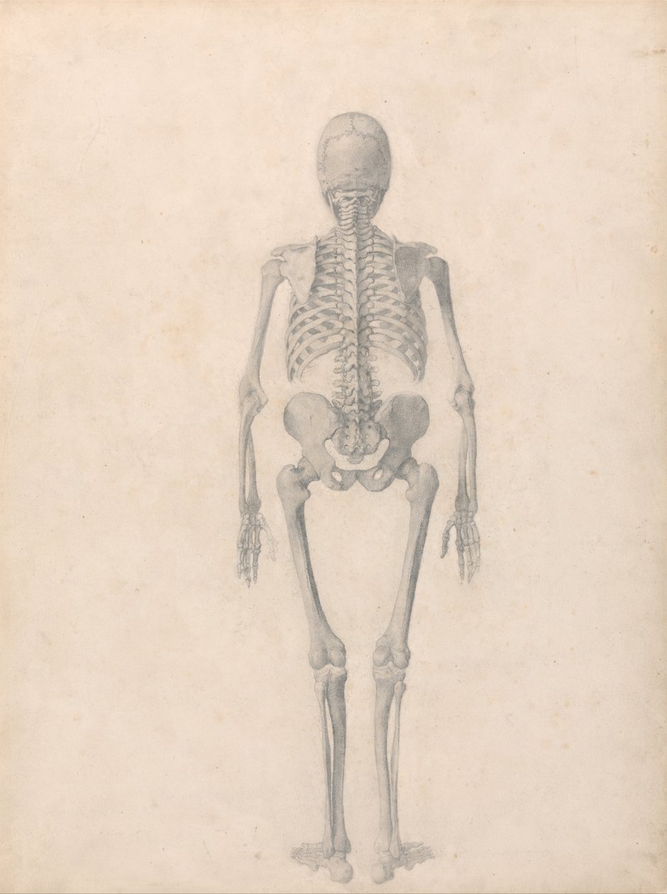 Vergleichende anatomische Darstellung der Struktur des menschlichen Körpers mit der eines Tigers und einer Kuh von George Stubbs