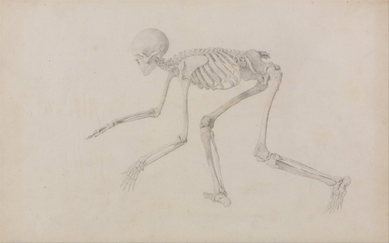 Vergleichende anatomische Darstellung der Struktur des menschlichen Körpers mit der eines Tigers und einer Kuh von George Stubbs