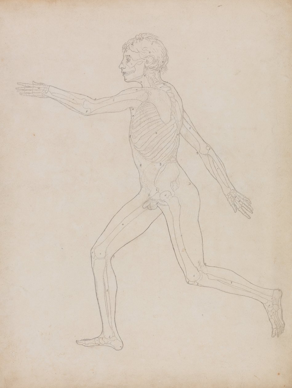Vergleichende anatomische Darstellung der Struktur des menschlichen Körpers mit der eines Tigers und einer Kuh von George Stubbs
