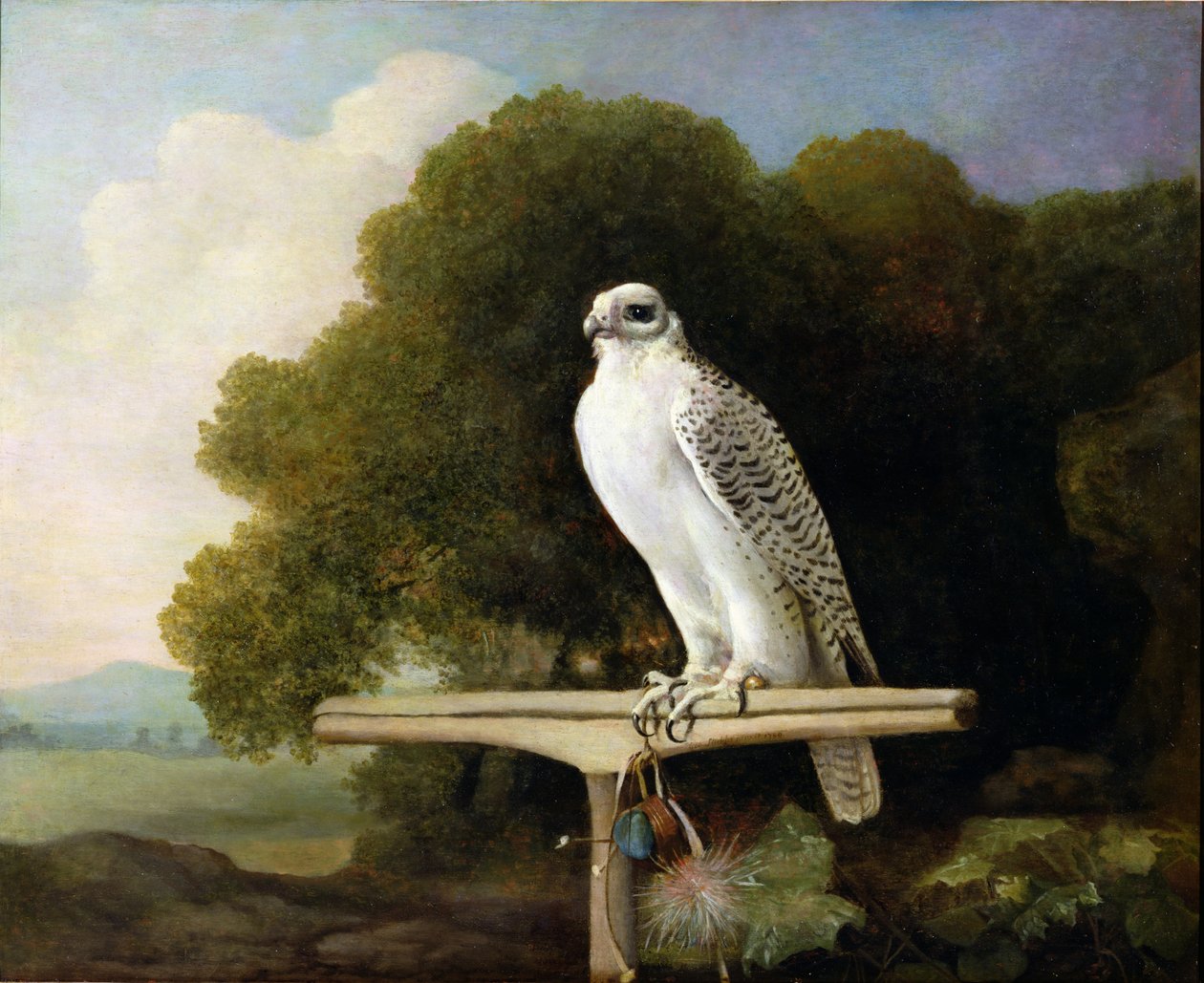 Grönlandfalke (Graufalke), 1780 von George Stubbs