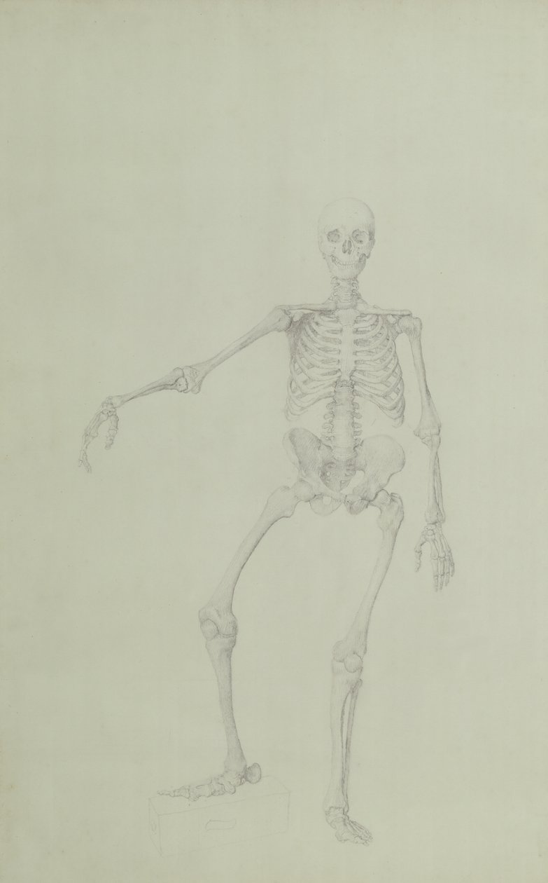 Menschliches Skelett, Vorderansicht, rechter Arm ausgestreckt, Illustration aus 