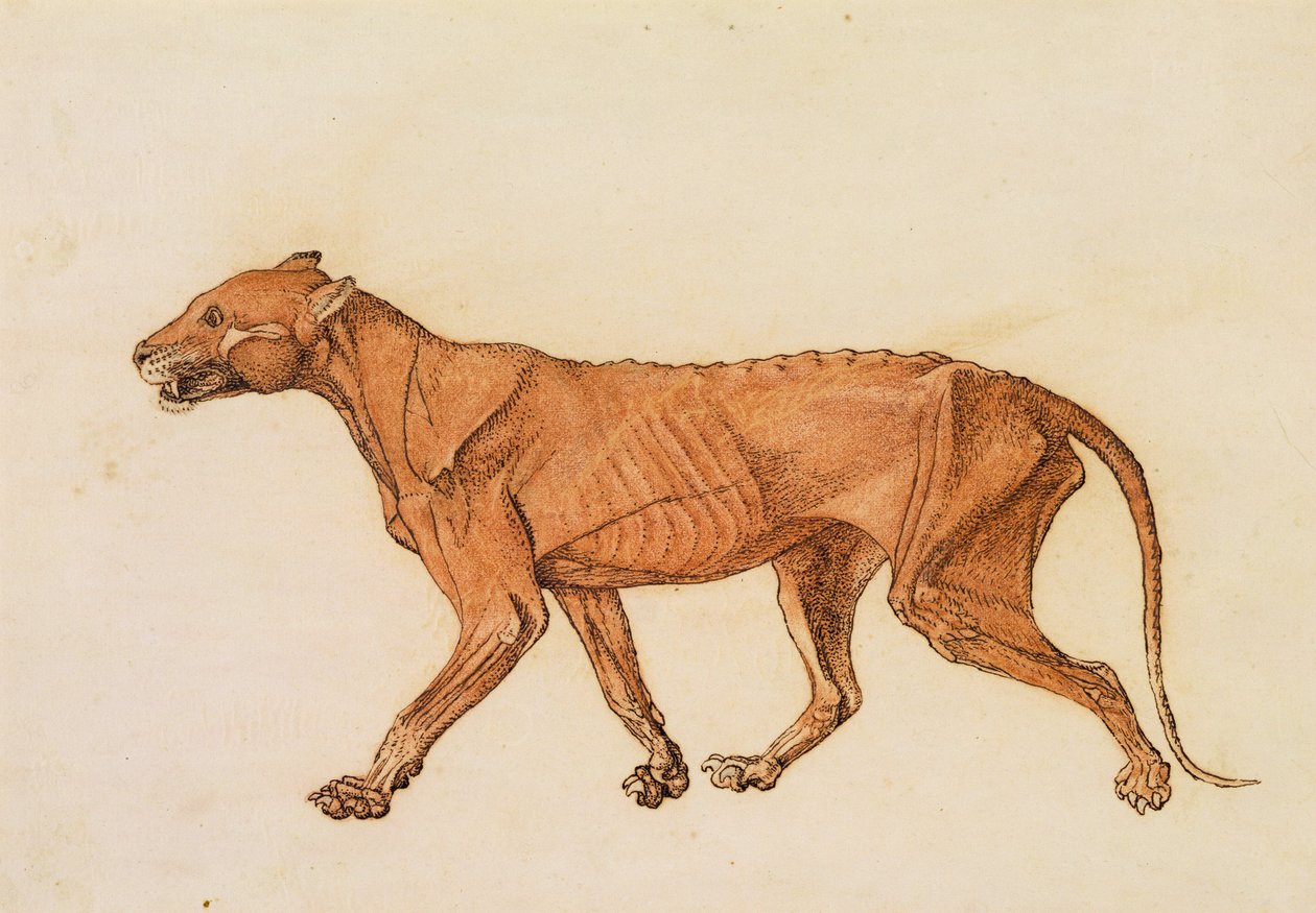Tiger, Seitenansicht, Haut entfernt, aus 'A Comparative Anatomical ...