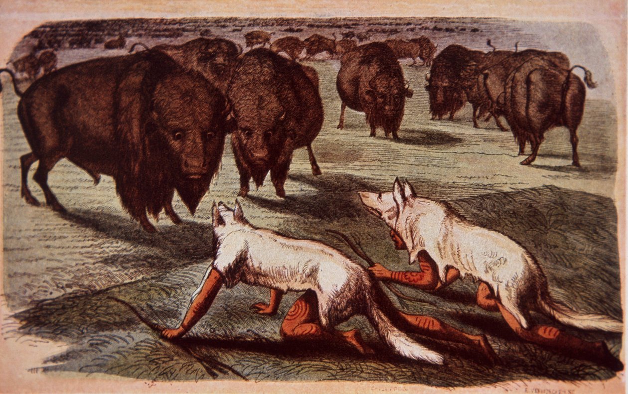 Nordamerikanische Prärie-Indianer schleichen sich an grasende Büffel heran, während sie Wolfshäute tragen, um 1840 von George (after) Catlin