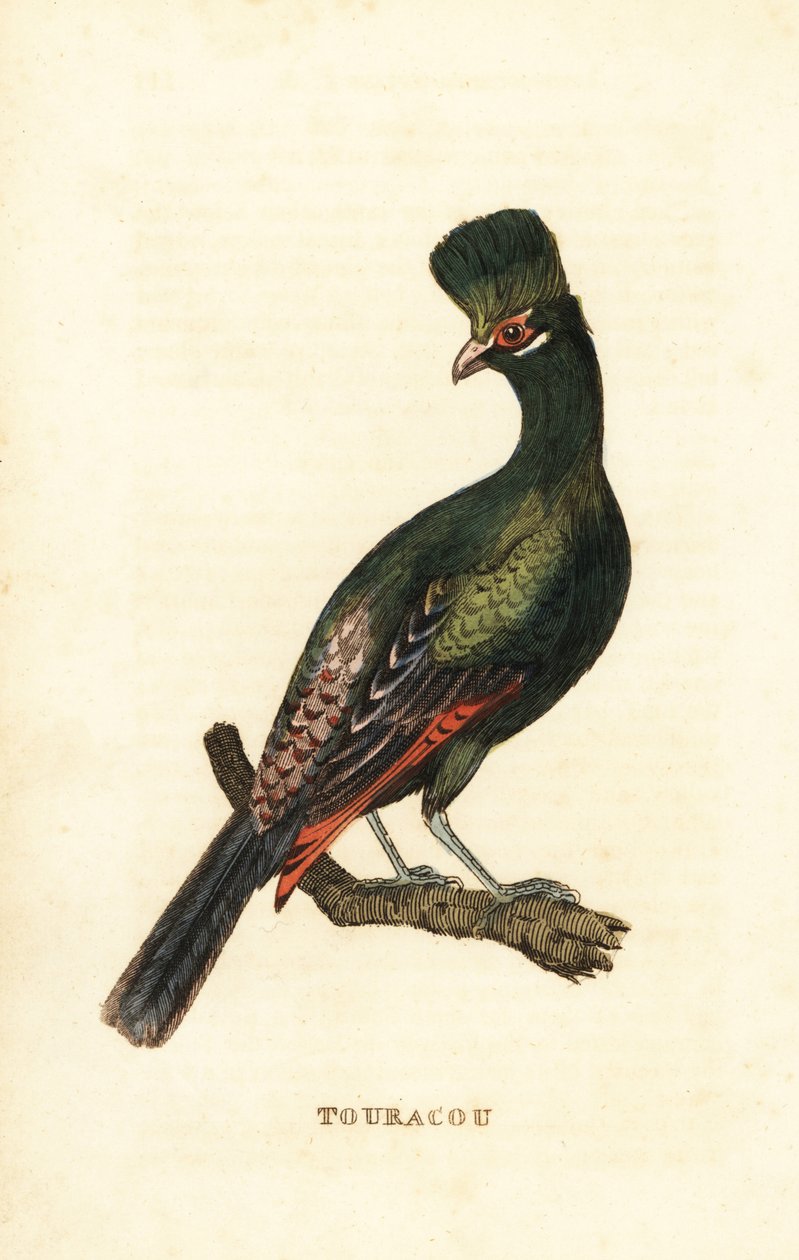 Guinea-Turako oder Grüner Turako, Tauraco persa von George (after) Edwards