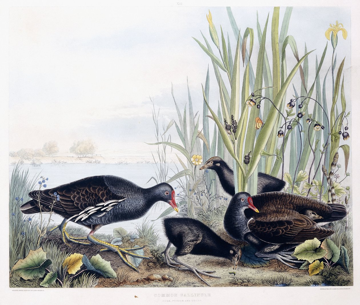 Teichhuhn (Männchen, Weibchen und Jungtiere), ca. 1841 von George (after) Shield