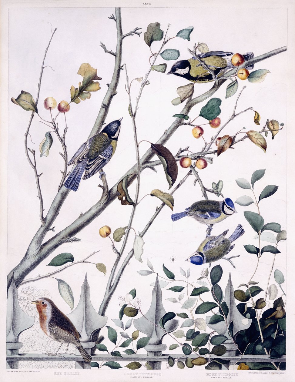 Rotkehlchen, Kohlmeise (männlich und weiblich) und Blaumeise (männlich und weiblich), um 1841 von George (after) Shield