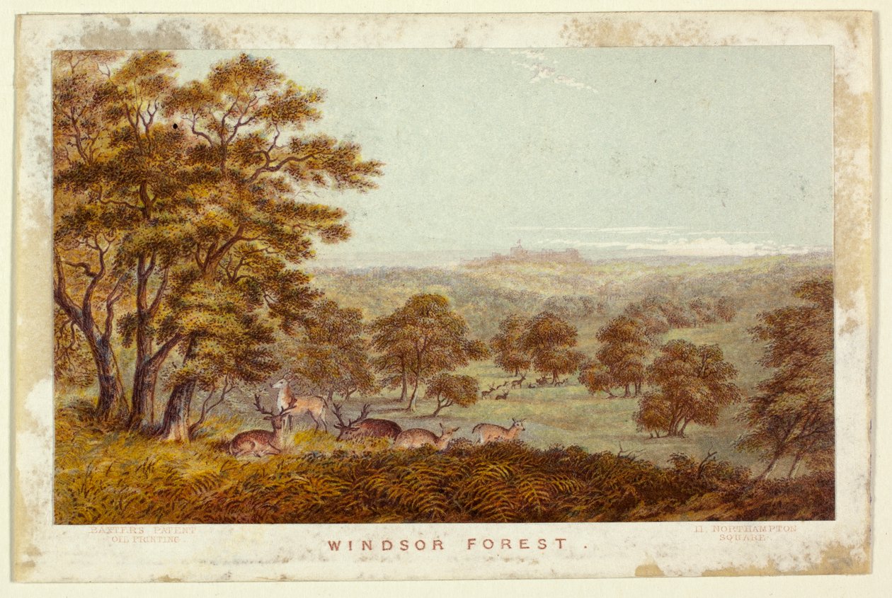 Windsor Forest (Taschenbuchversion) von George Baxter