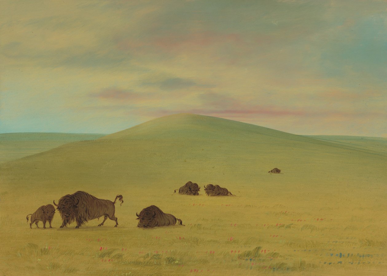 Amerikanische Weide - Prärien des Platte, 1861-1869 von George Catlin