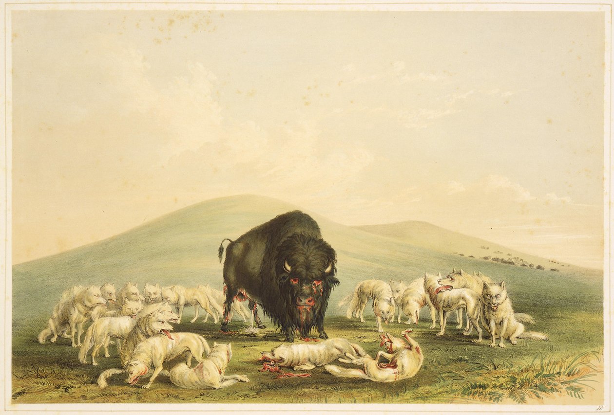 Büffeljagd: Weiße Wölfe greifen Büffelbullen an von George Catlin