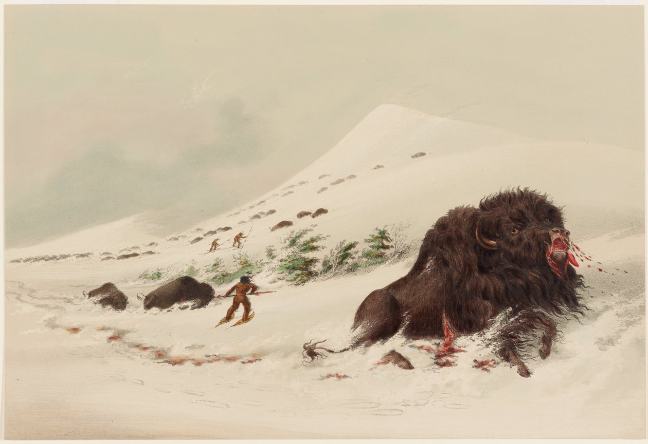 Büffeljagd, sterbender Büffelbulle in einer Schneewehe von George Catlin
