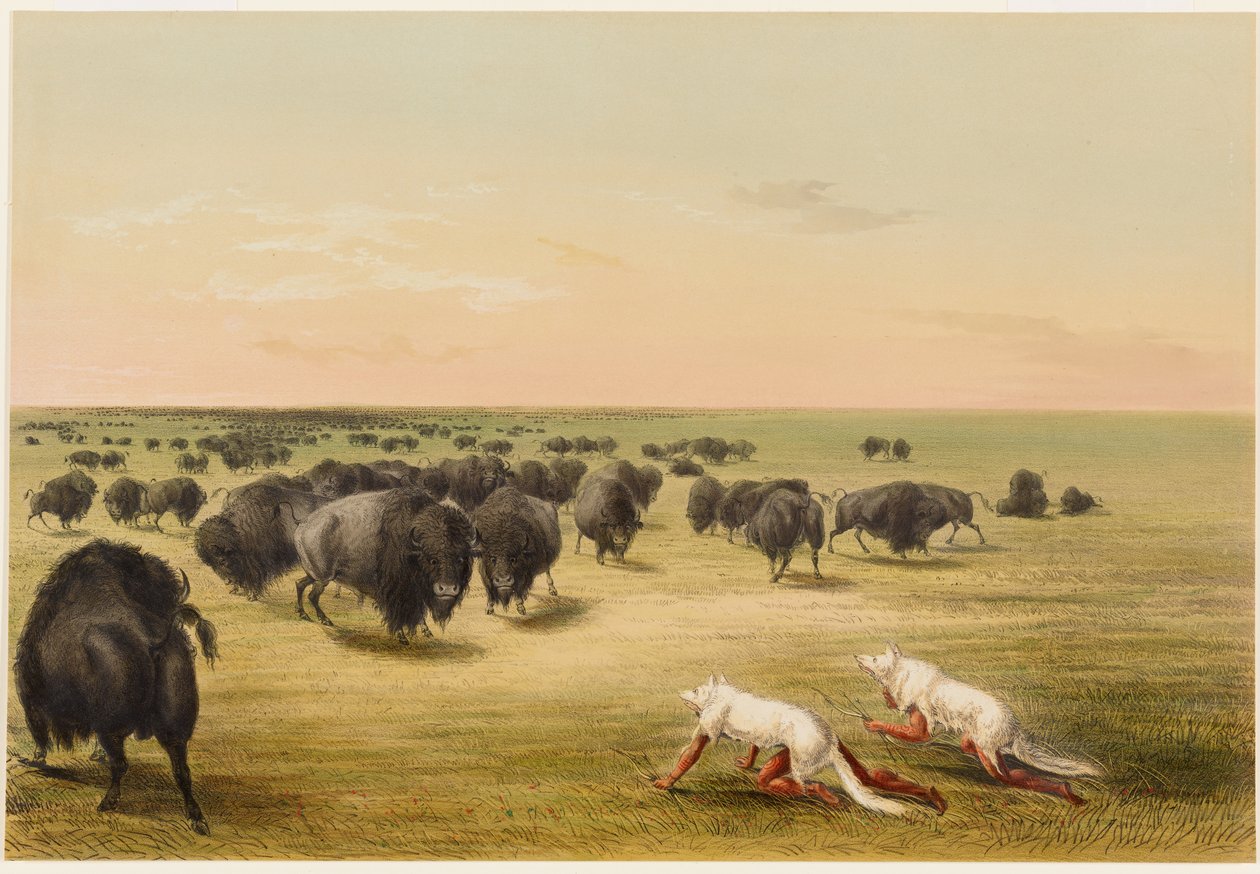 Büffeljagd, unter der weißen Wolfshaut von George Catlin