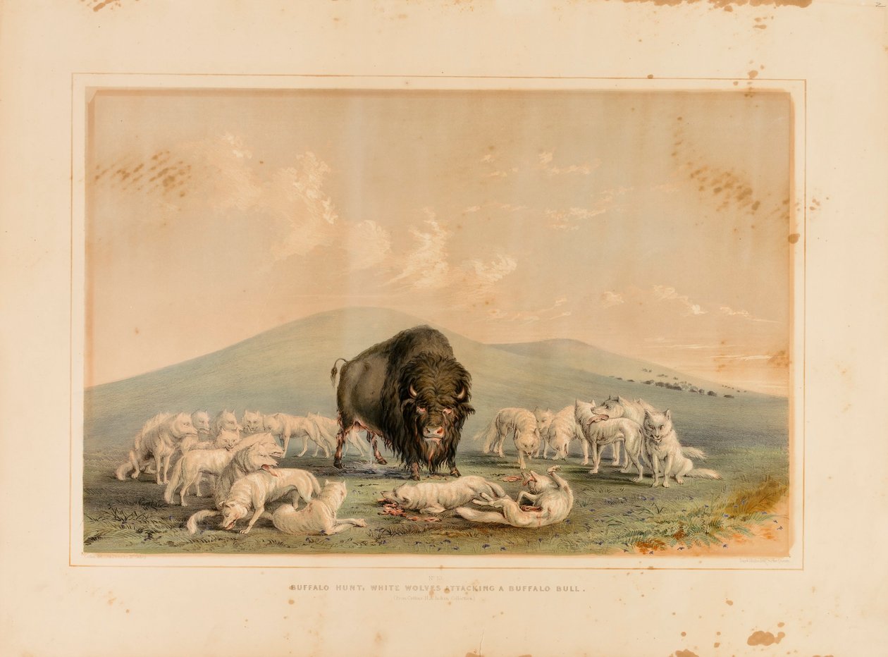 Büffeljagd, Weiße Wölfe greifen einen Büffelbullen an--Nr. 10 von George Catlin