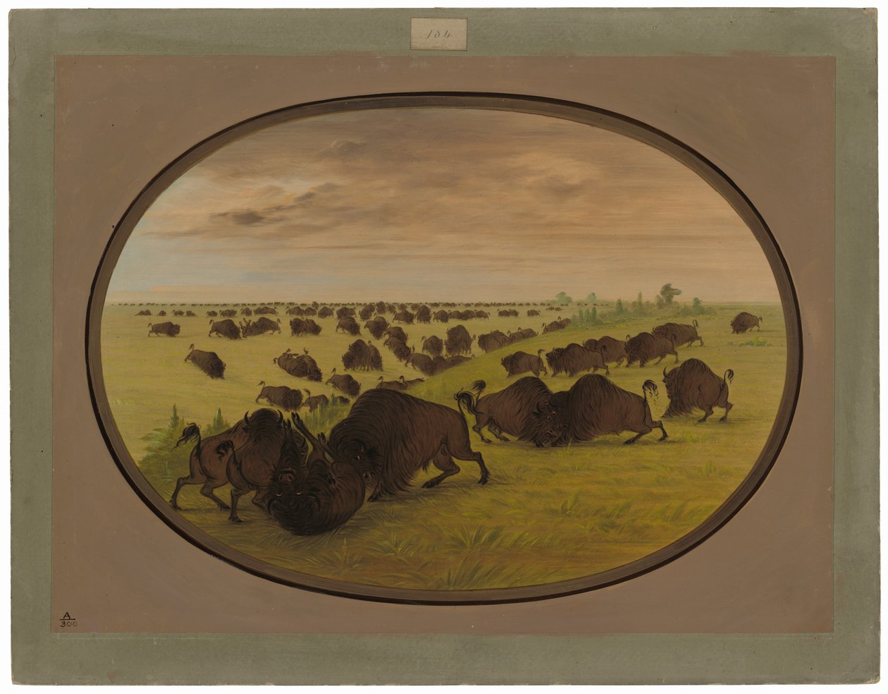 Kämpfende Stiere von George Catlin