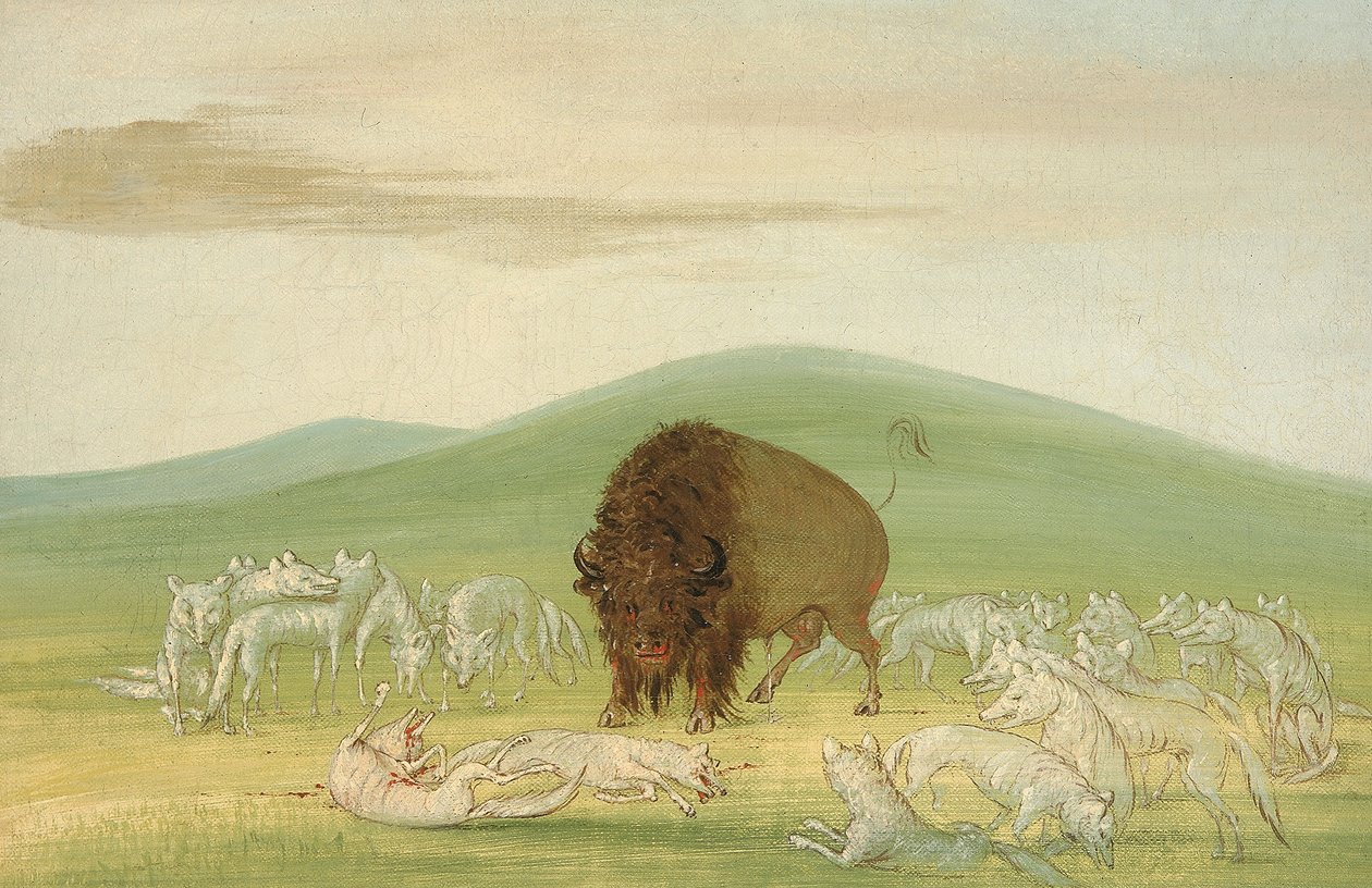 Verwundeter Büffelbulle umgeben von weißen Wölfen von George Catlin