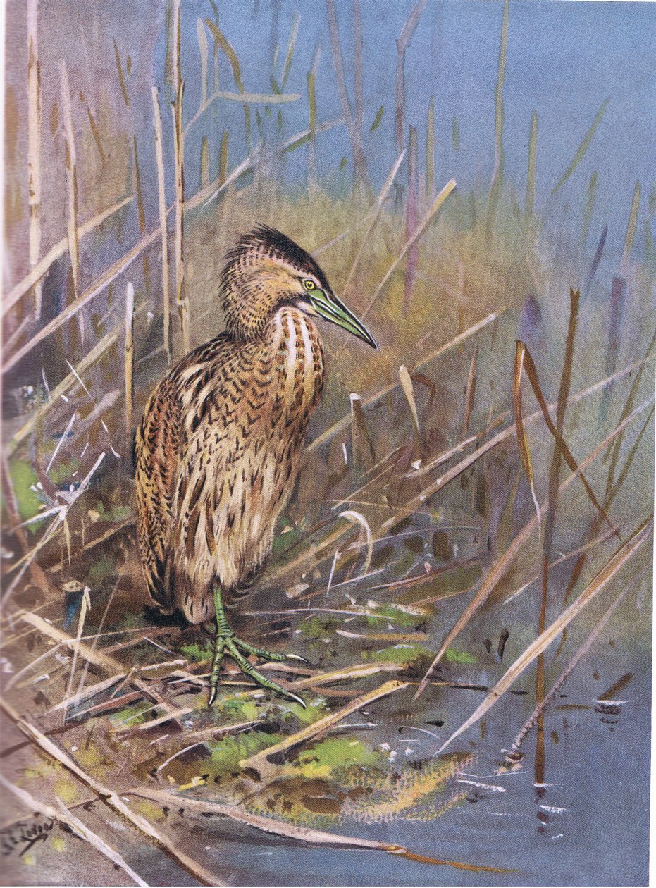 Rohrdommel von George Edward Lodge