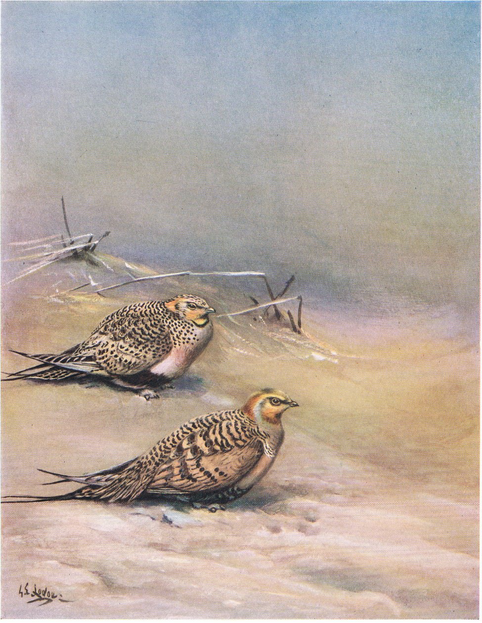 Steppenhuhn von George Edward Lodge